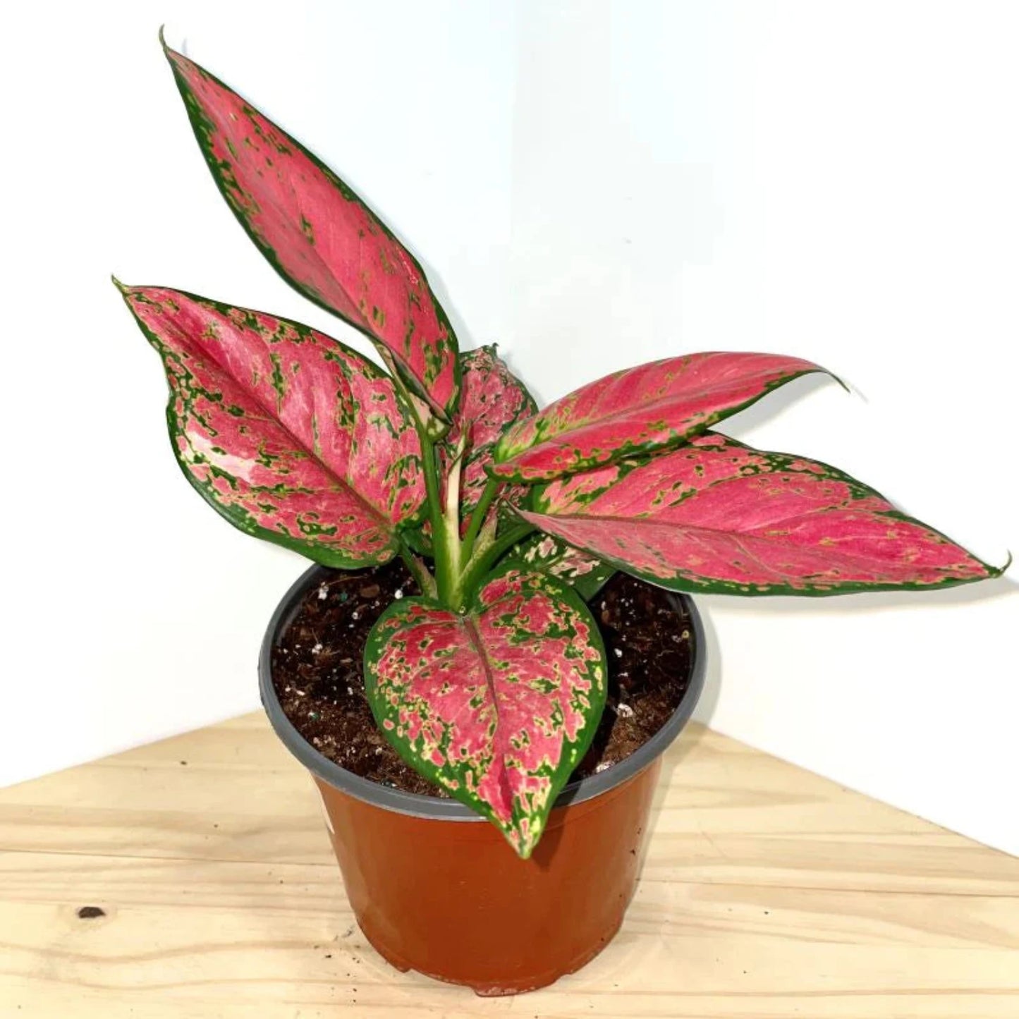 Aglaonema Pink Valentine - 4"