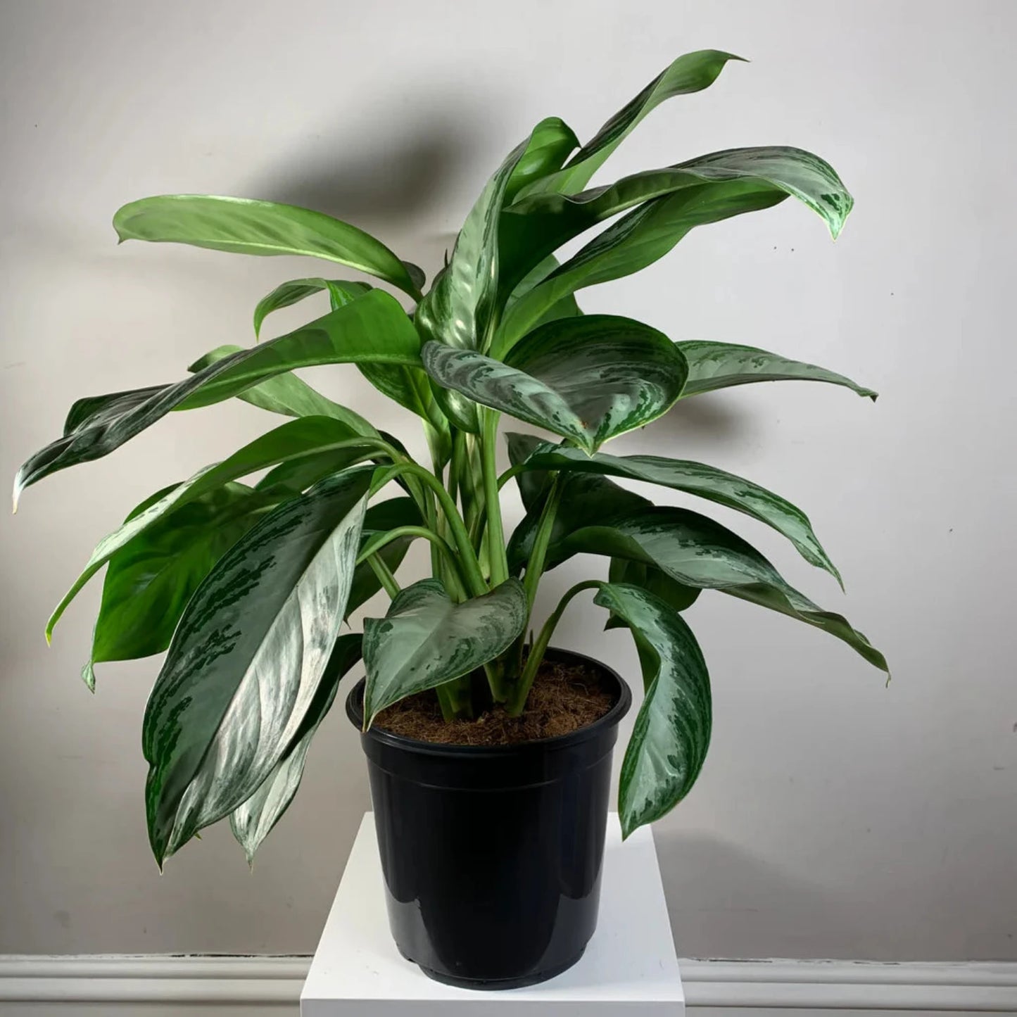 Aglaonema Chinese Evergreen - 4''