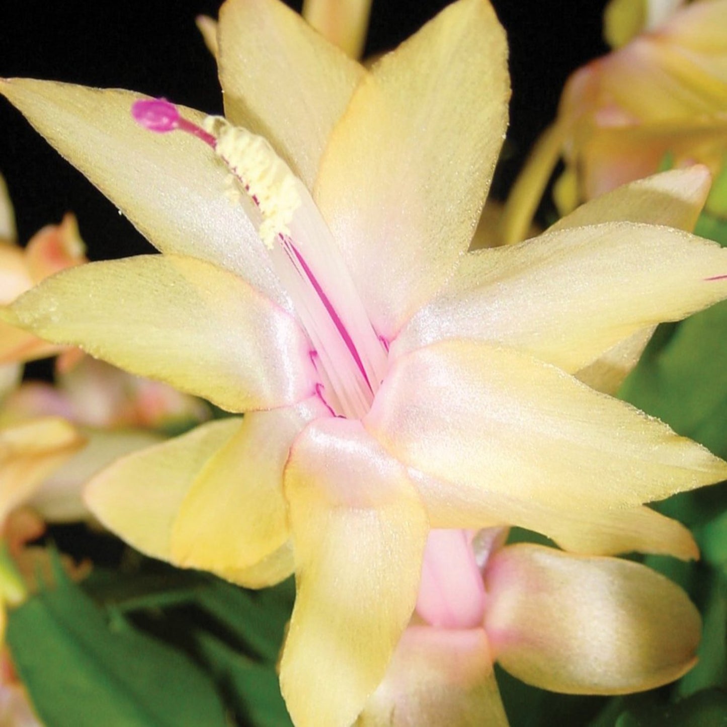 Yellow Christmas Cactus - 6''