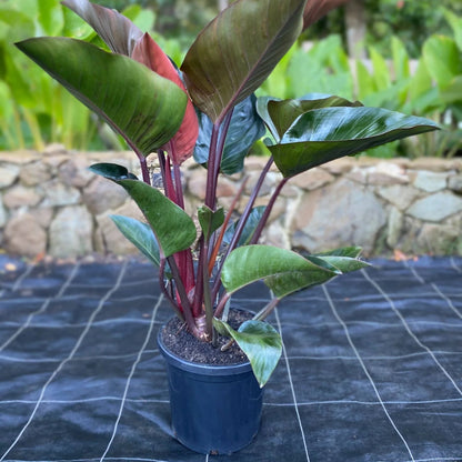 Philodendron Super Dwarf Red - 4''