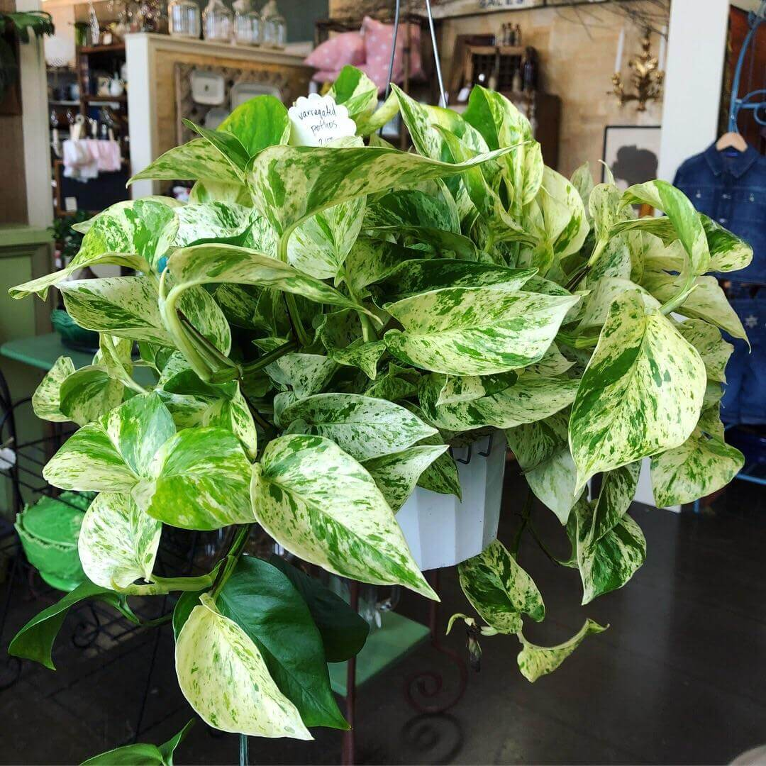 Marble Queen Devil's Ivy - 6''