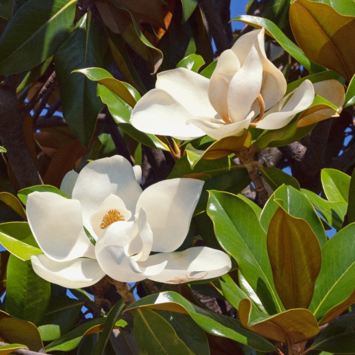 Magnolia Grandiflora - Southern Magnolia Tree