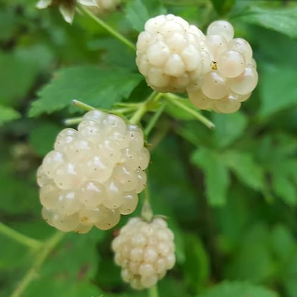 White Blackberry 4 plants. “Snowbank” Very Sweet