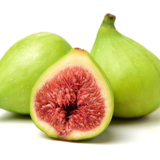 Ischia Fig - 4 Ficus carica 