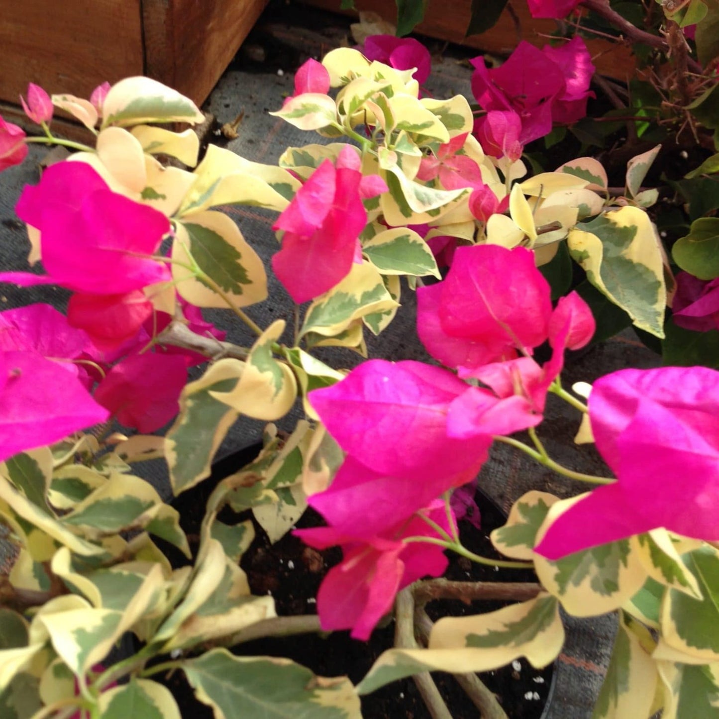 Bougainvillea - 'Raspberry Ice'