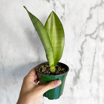 Sansevieria Moonshine - 4''