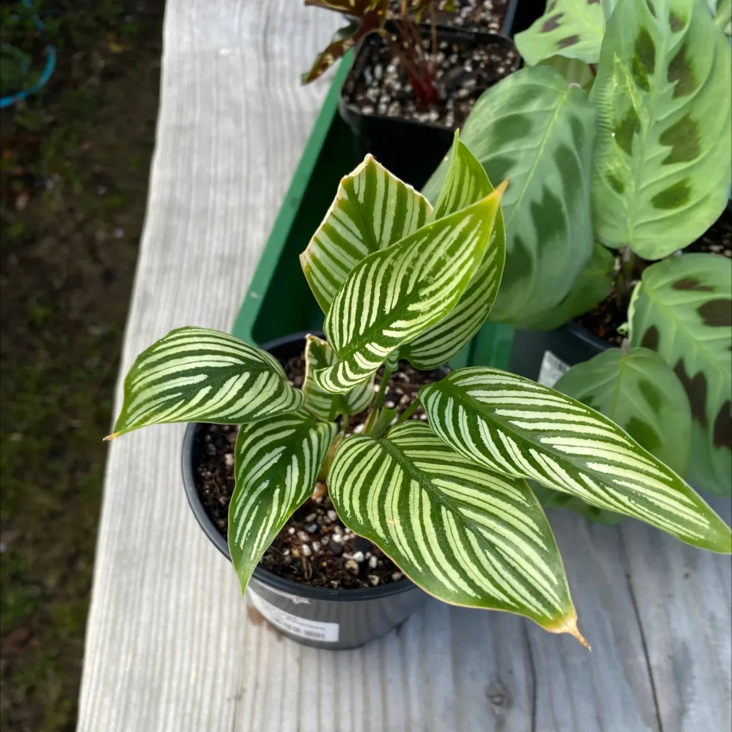 Calathea Vittata (Peacock Plant) - 4"