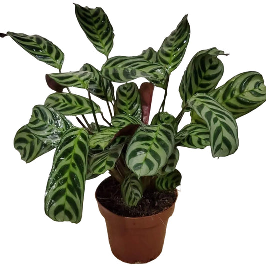 Calathea Ctenanthe x Burle Marx - 6"