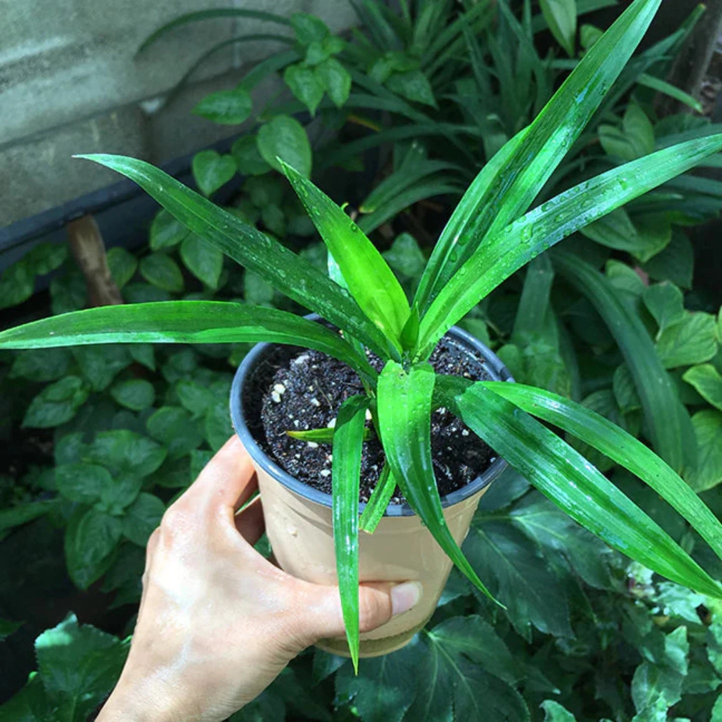 Pandanus amaryllifolius - Pandan leaf - Asian cooking herb - Live Plant