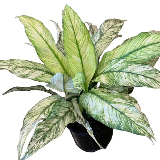 Variegated Spath Sensation Peace Lily - 4''