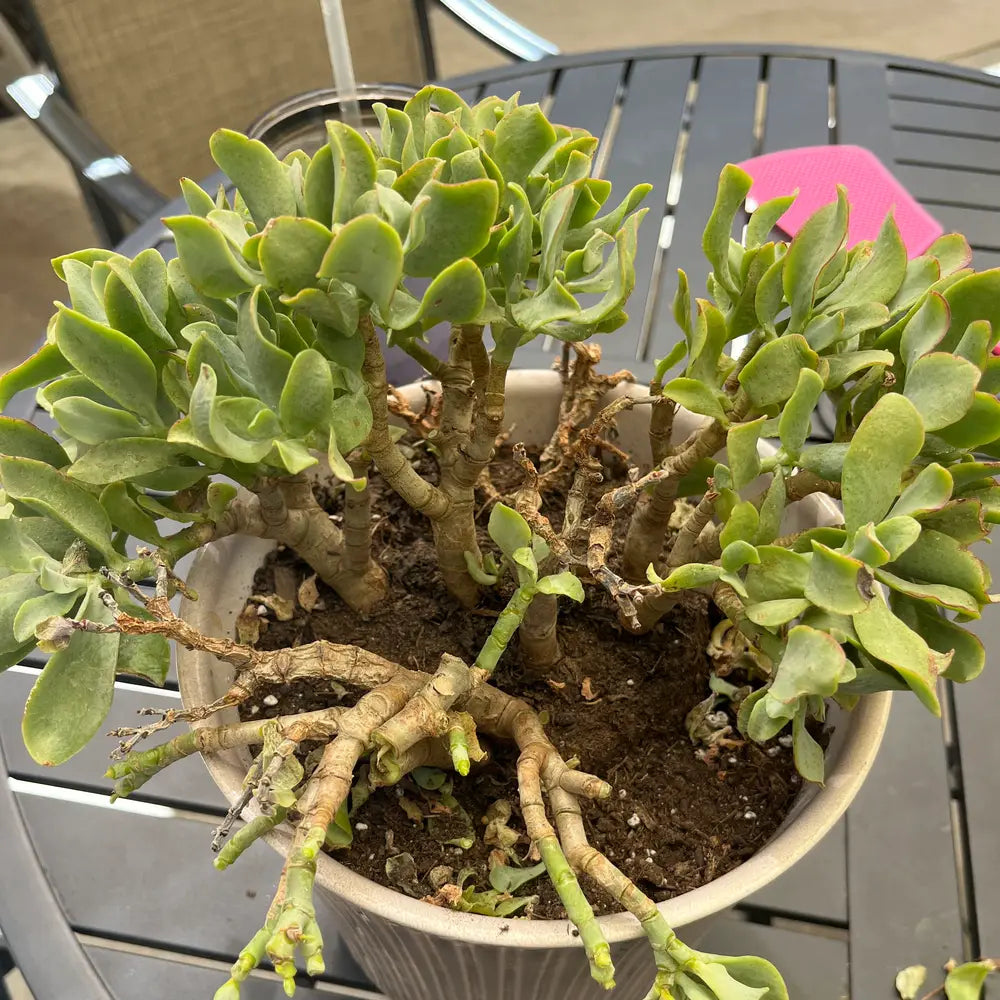 Curly Jade Succulent - 3''