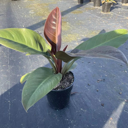 Philodendron Red Back - 6''