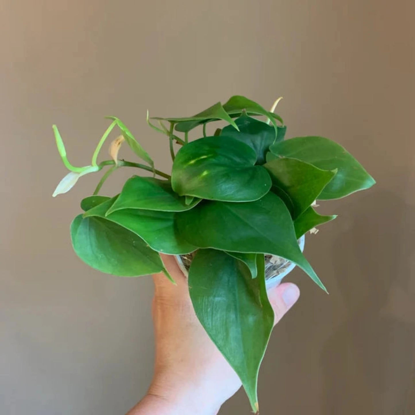 Philodendron Cordatum - 4"