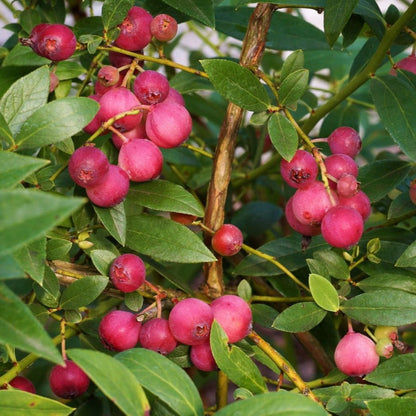 Blueberry - 'Pink Lemonade' - Vaccinium (Rabbiteye) 7-10 inches tall