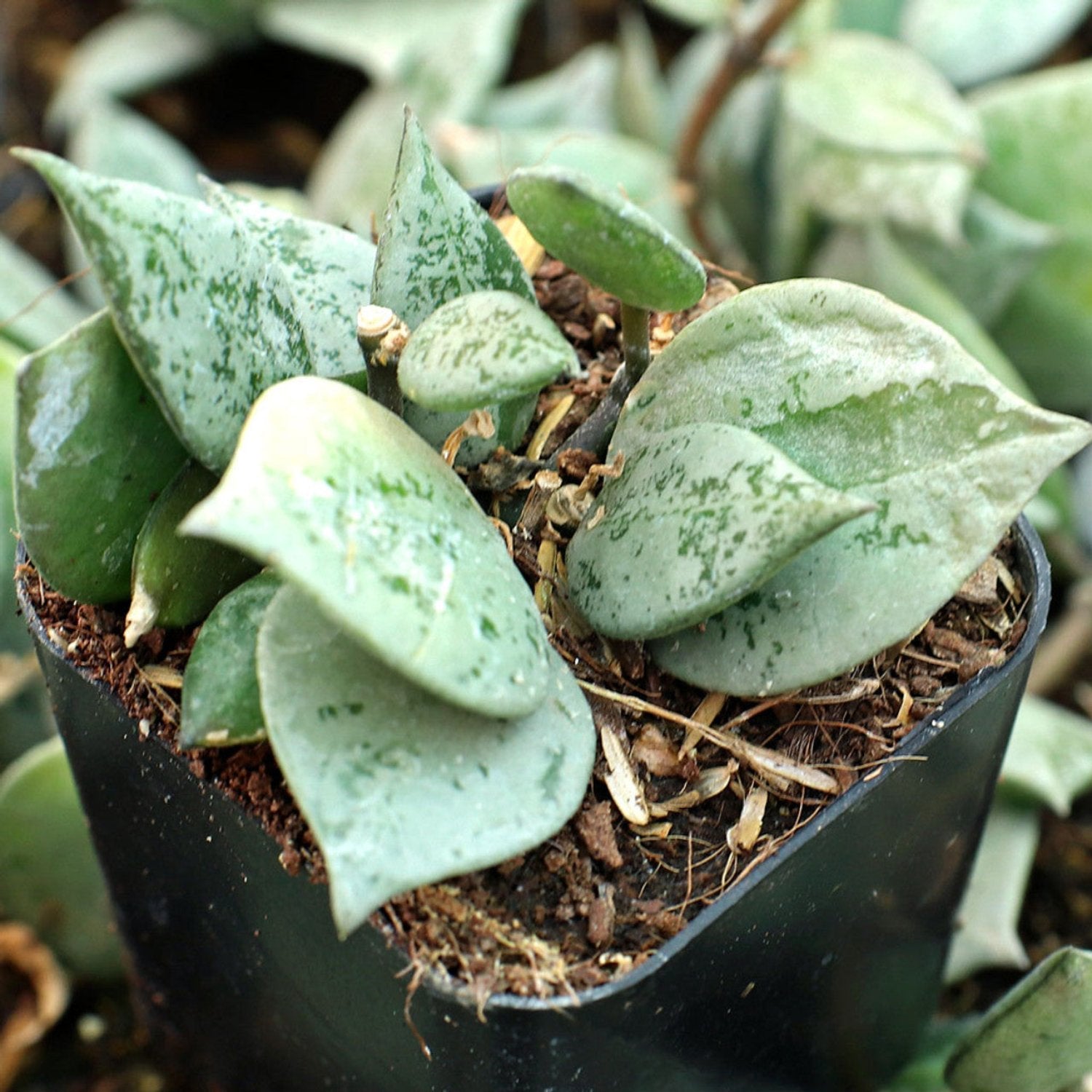 Hoya Krohniana Super Silver 'Eskimo' Succulent Vine - 4"