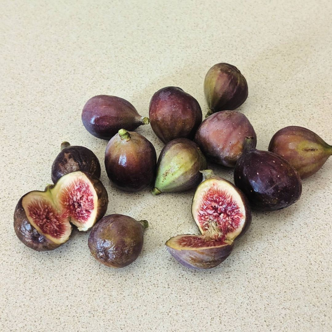 Fignomenal Fig (Ficus carica) LOWEST PRICE - Edible Fig