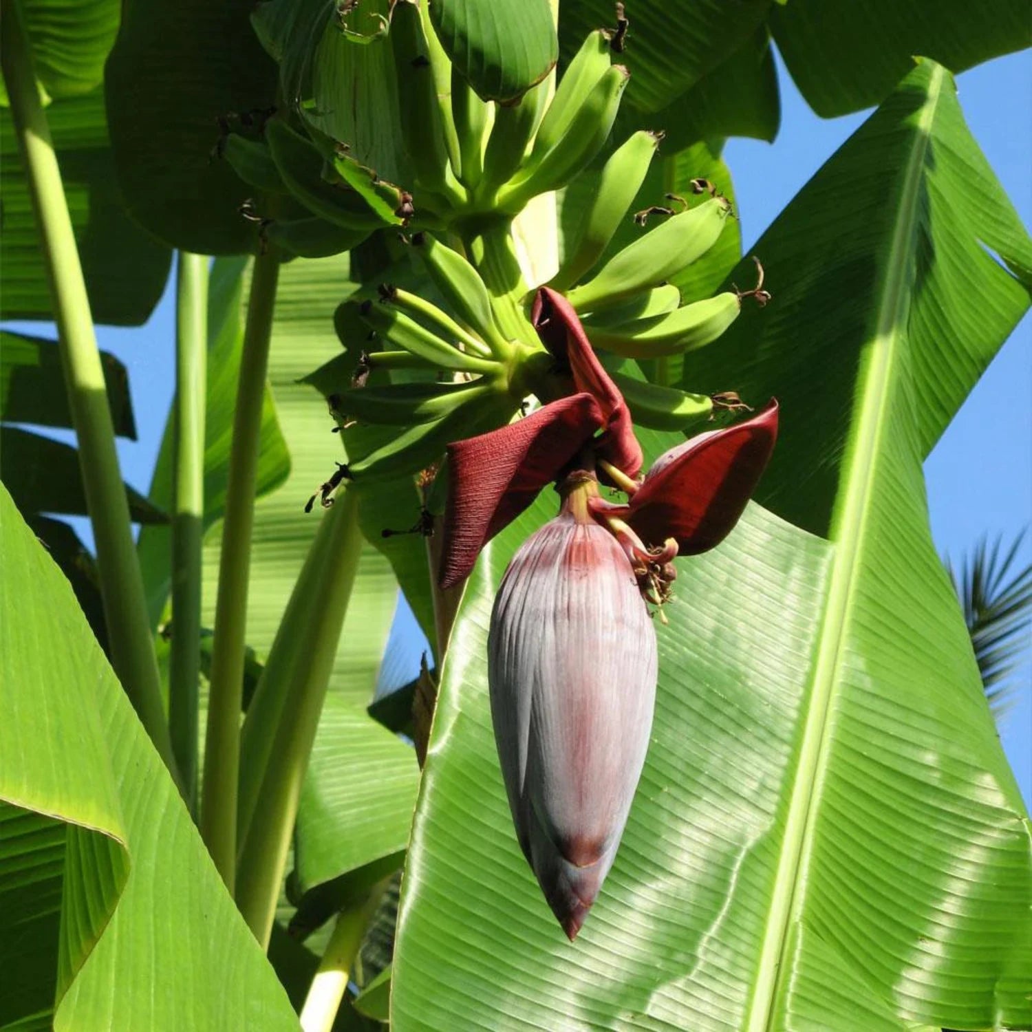 Musa - 'Gran Nain' - Banana Tree - Live Plant