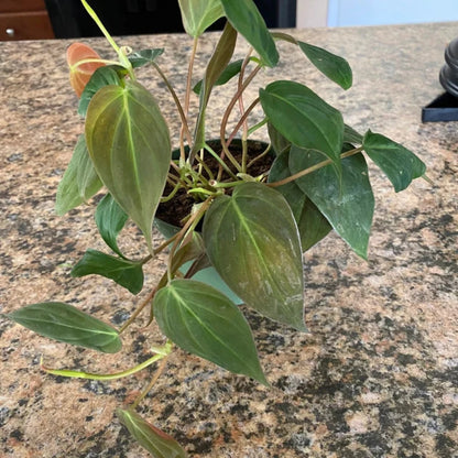 Philodendron Micans - 4"