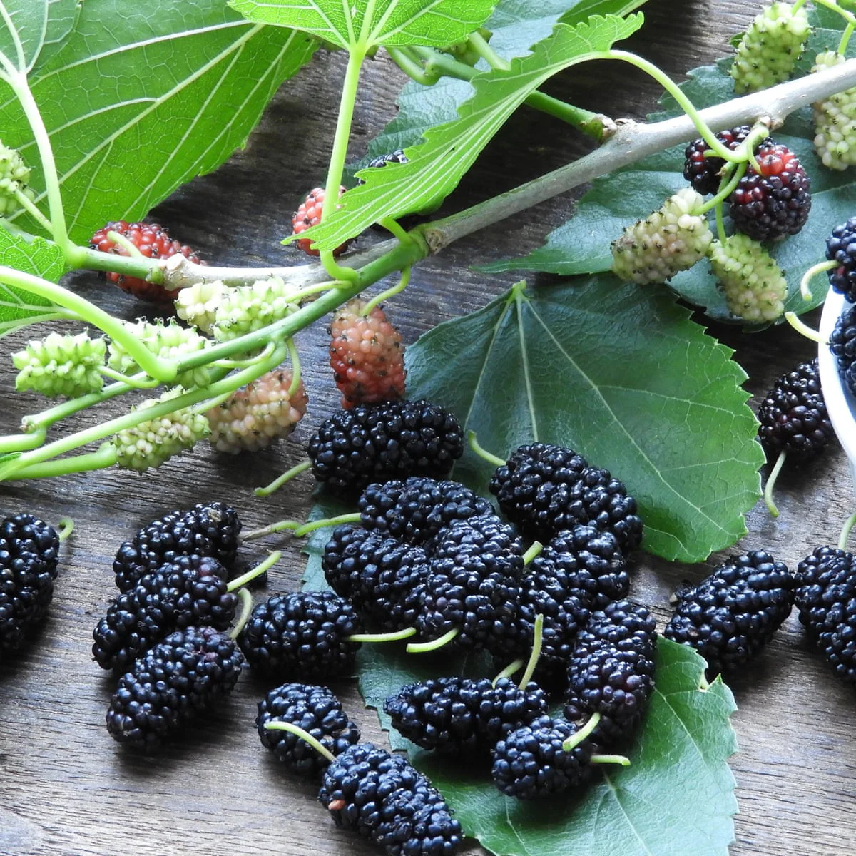 Mulberry Tree - 'Dwarf Everbearing' - Morus Nigra 1 Live Plant Edible Dwarf