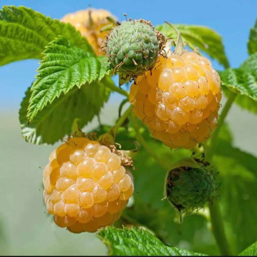 Fall Gold Raspberry Plants - 10 Live Plants - Grow Your Own Fruits