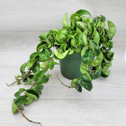 Hindu Rope Hoya Carnosa - 4"