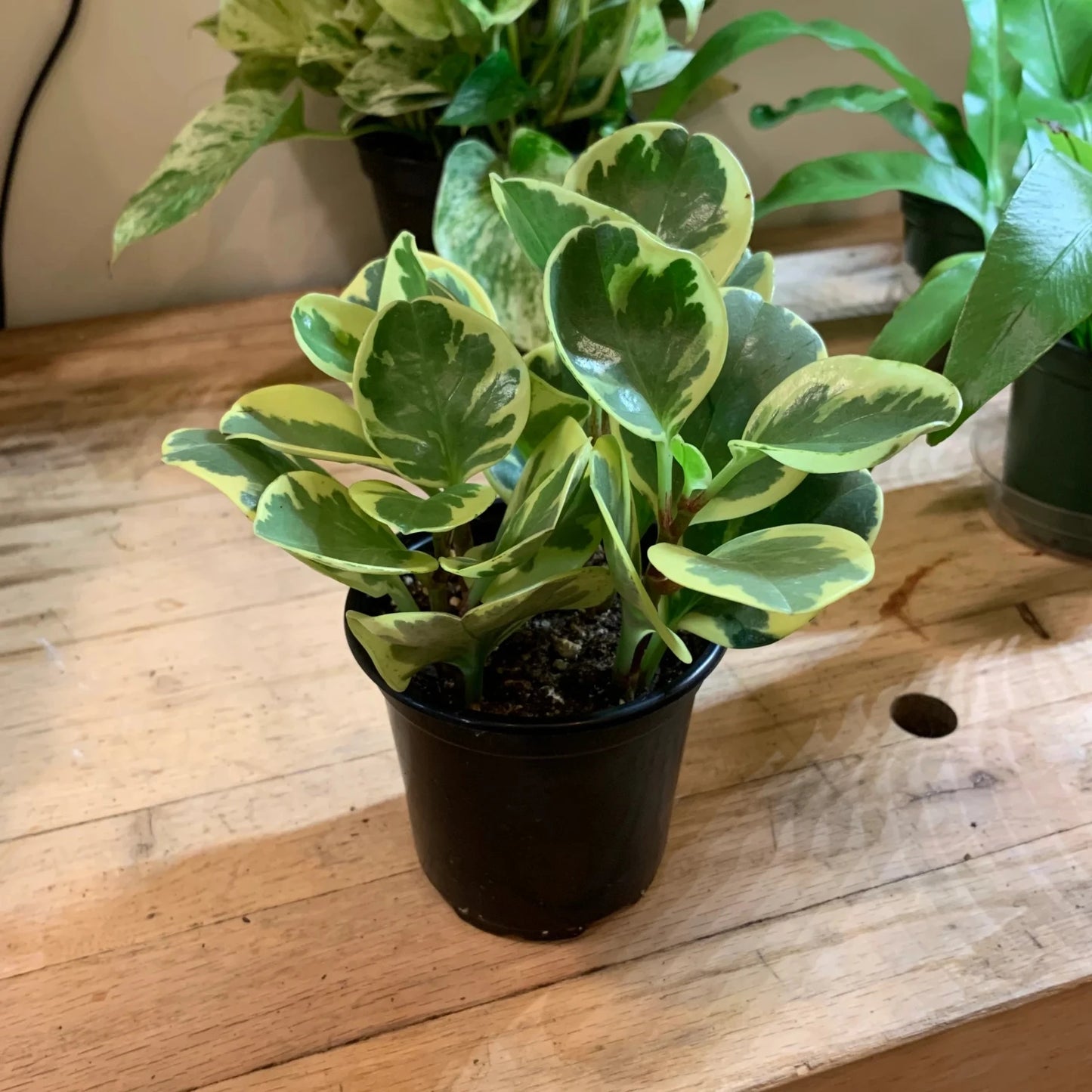 Peperomia Variegated - 2''