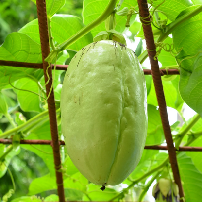 Giant Granadilla Passion Flower - Edible Passion Fruit