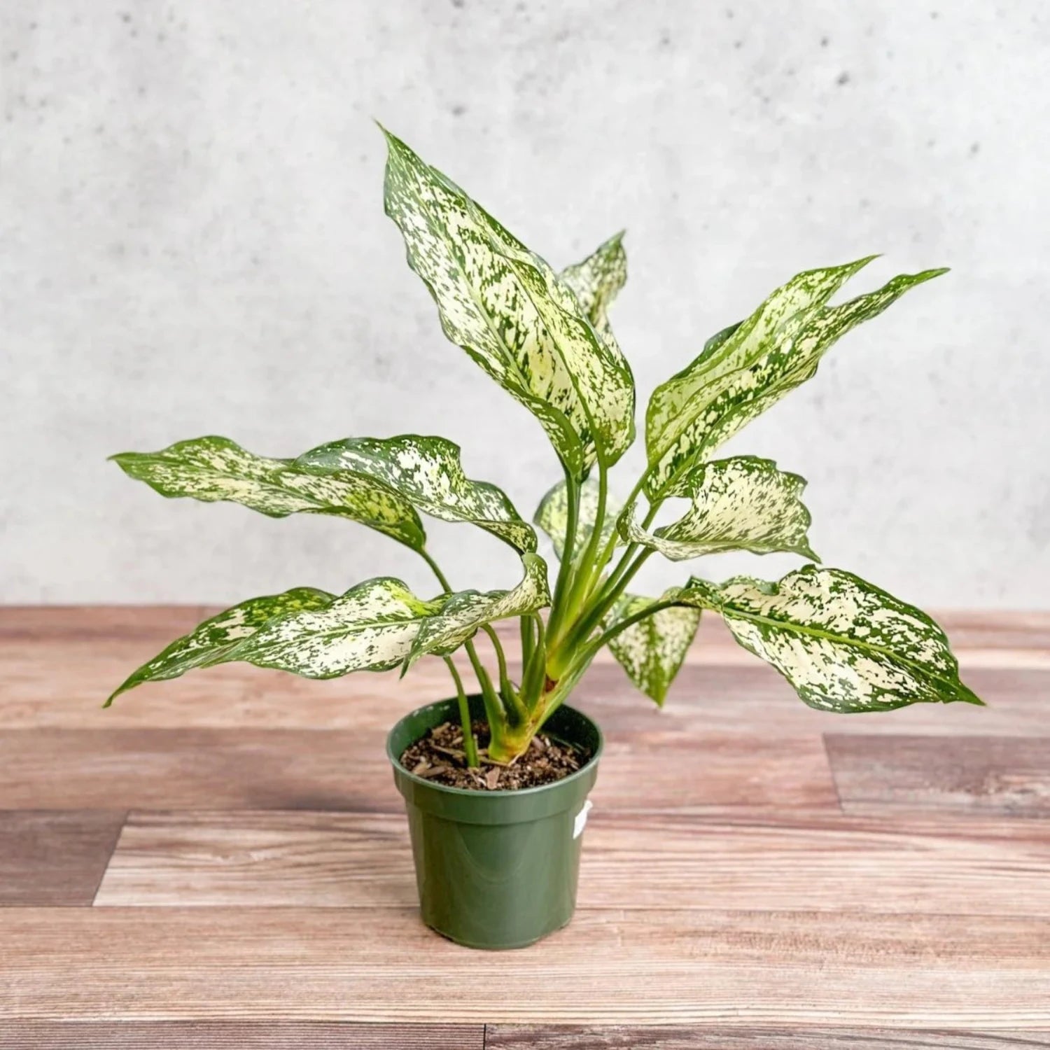 First Diamond Aglaonema - 4"