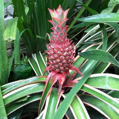 Florida Special Pineapple Plant - 5 Live Starter Plants