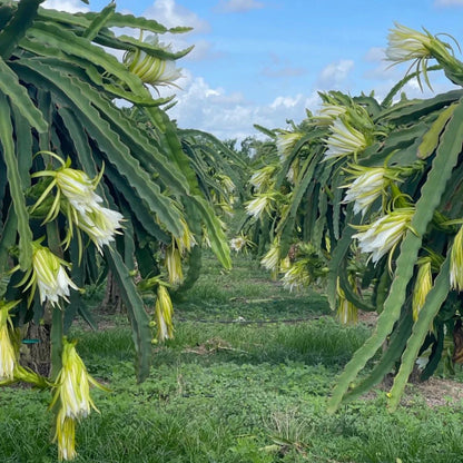 Dragon Fruit - 'Edgar's Baby - (HYLOCEREUS HYBRID)