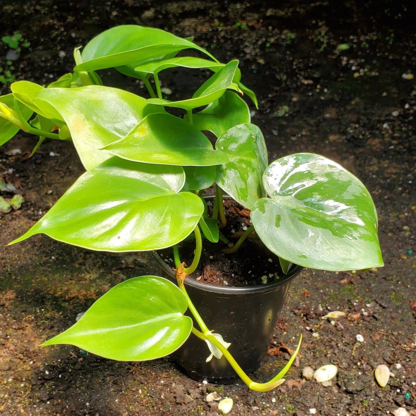 Philodendron Cordatum - 6"