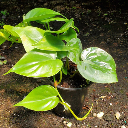 Philodendron Cordatum - 6"