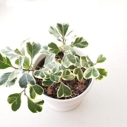 Ficus Triangularis Variegata - 6"