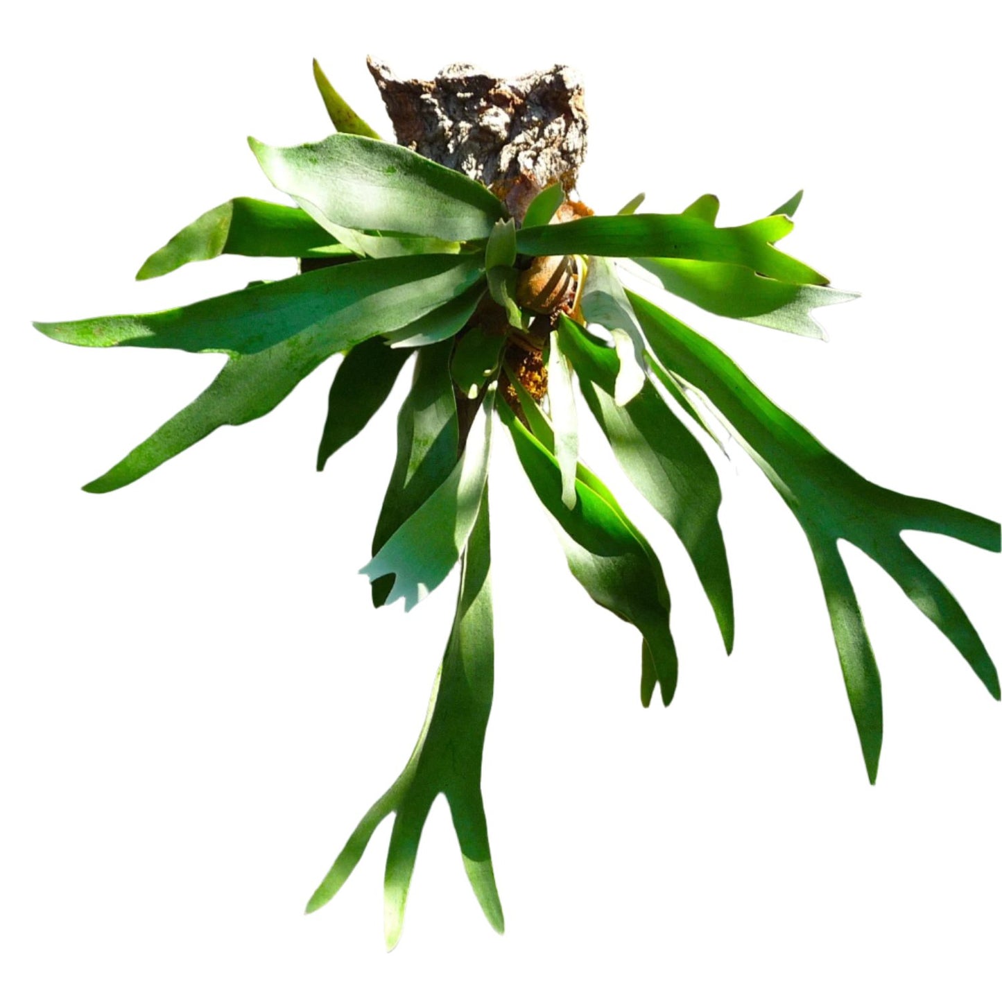 Staghorn Fern (Hanging Plant) - 6''