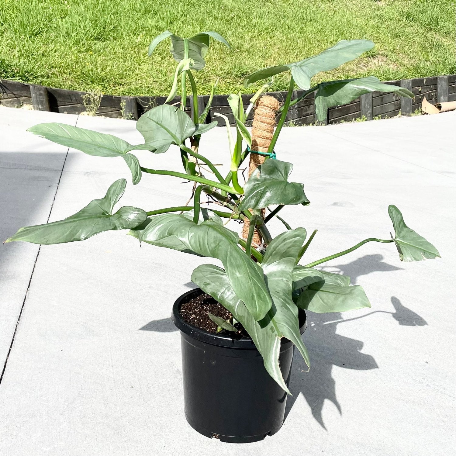 Philodendron Silver Sword - 6"