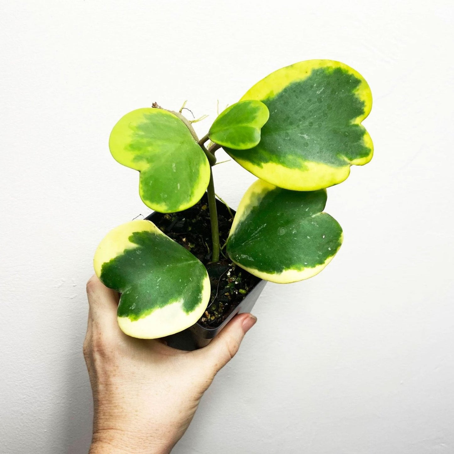 Hoya Kerrii Variegated (tall stem) - 4"