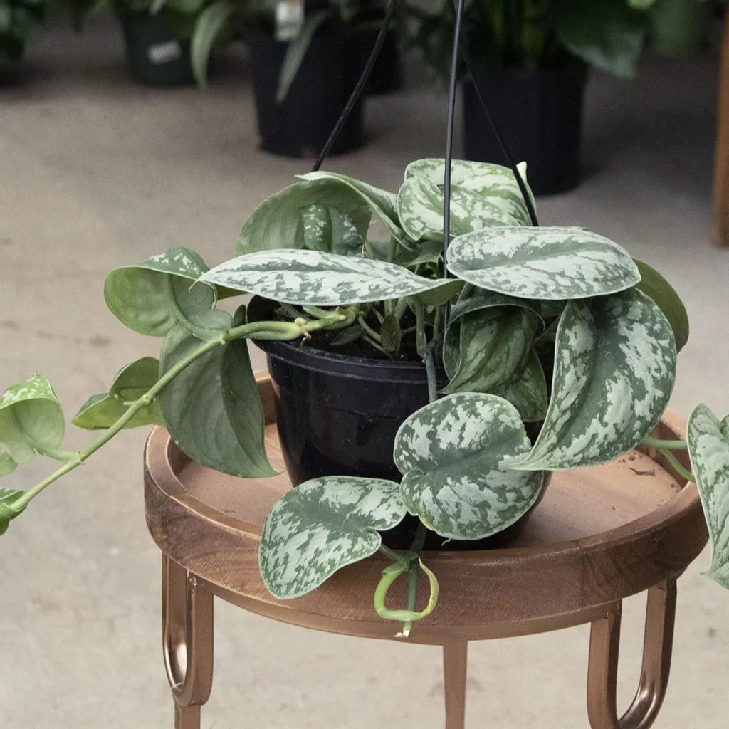 Satin Pothos - 6''