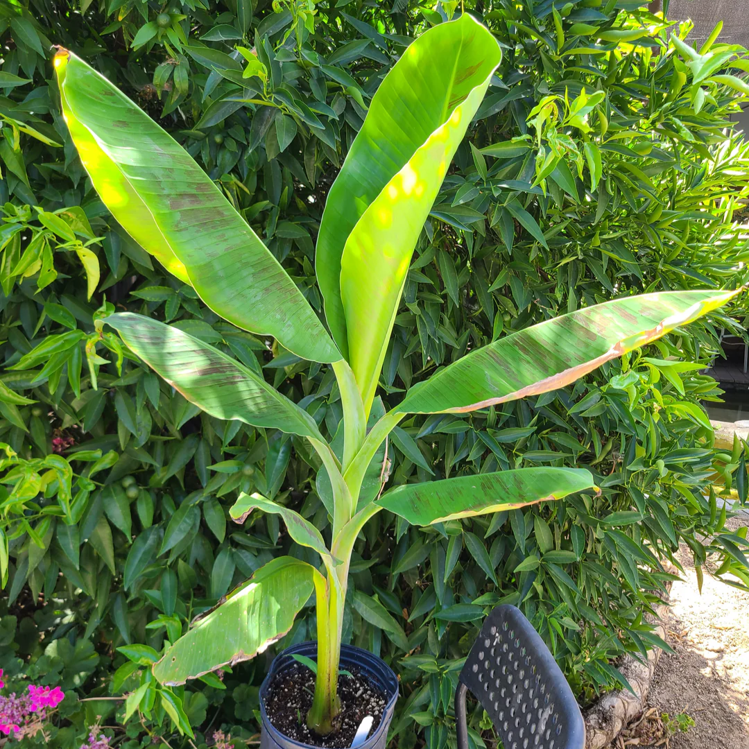 Double Mahoi Banana - 2 Trees Plants - 3-8 inches - Edible Banana