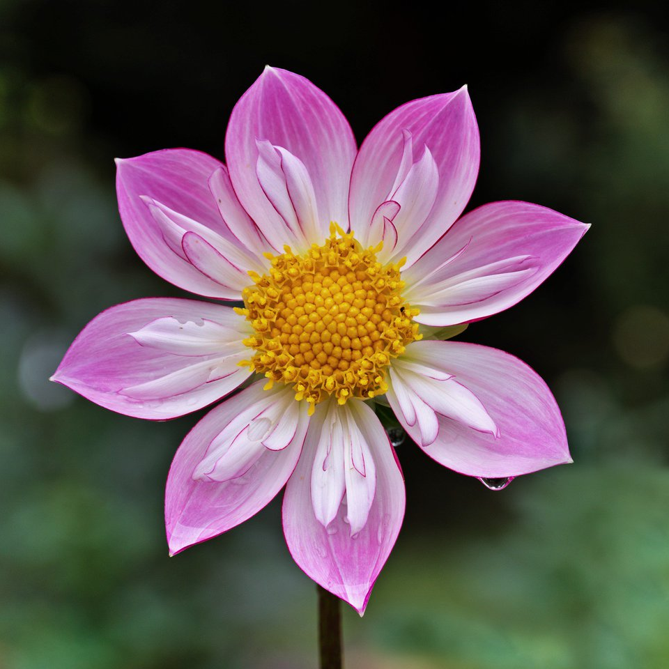 Alpen Diamond Dahlia Perennial Flower Seeds