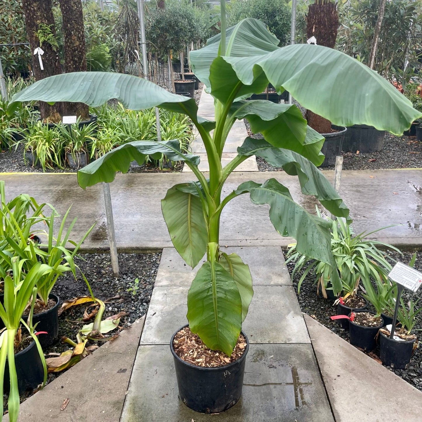 Musa - Basjoo Banana - Banana Tree - 2-3 Ft. Tall