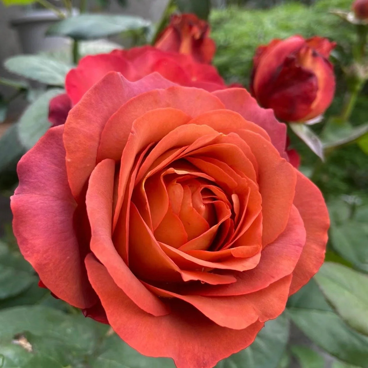 Coffee Break Rose Seeds