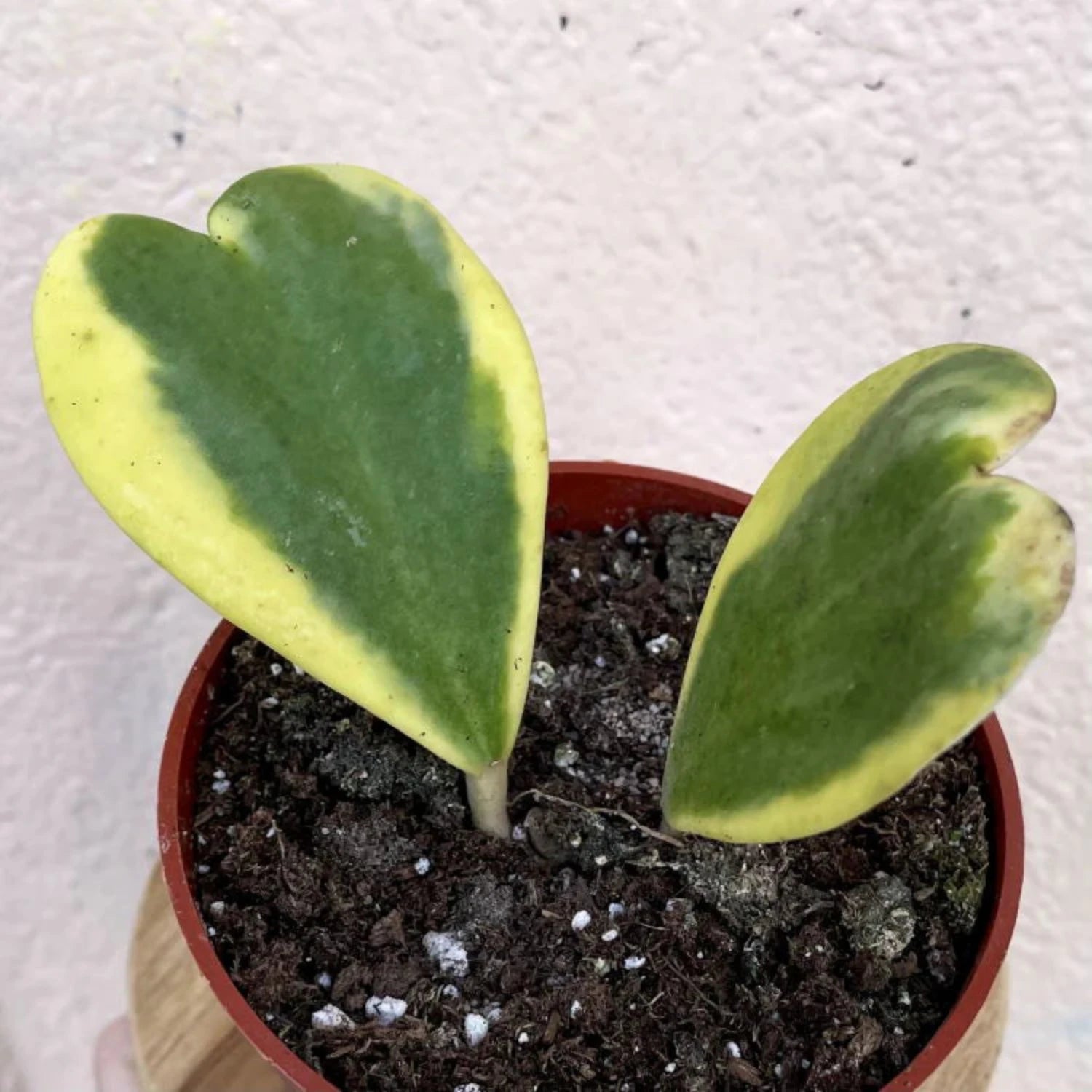 Hoya Kerrii Variegated (Two Leaves) - 4"