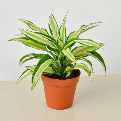 Dracaena Combo 3 pots - 4''