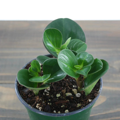 Peperomia Obtusifolia - 4''