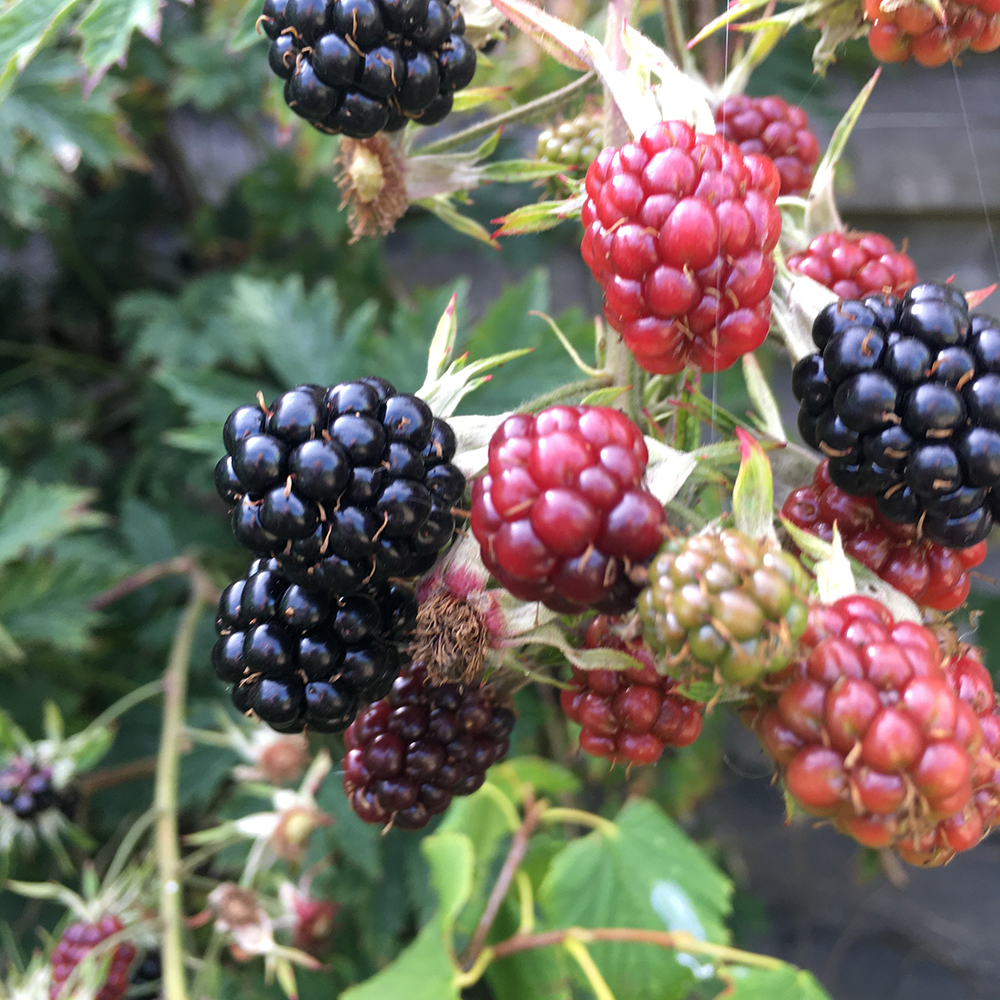 Thornless Blackberry - Rubus - Combo Pack - 32 Plants