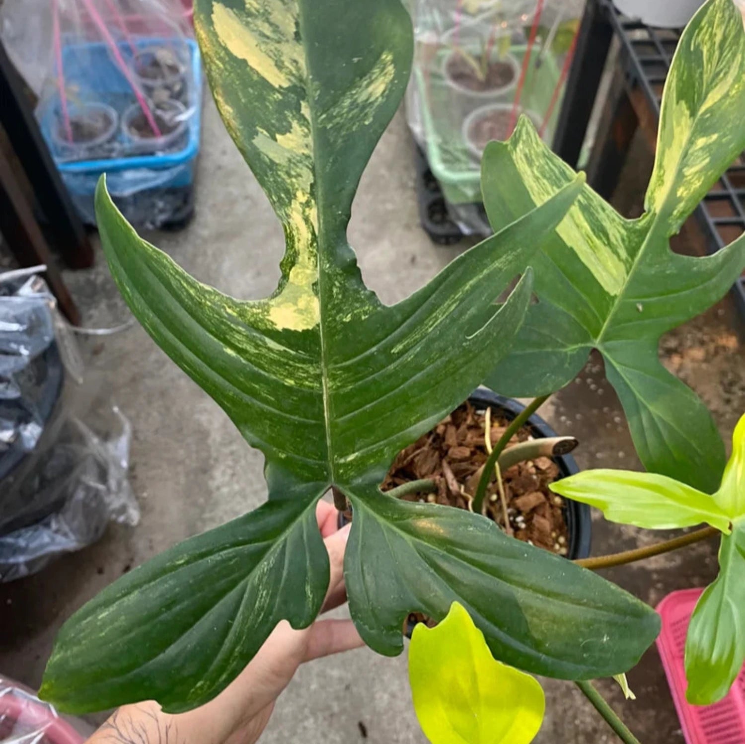 Philodendron Pedatum Reindeer - 6''