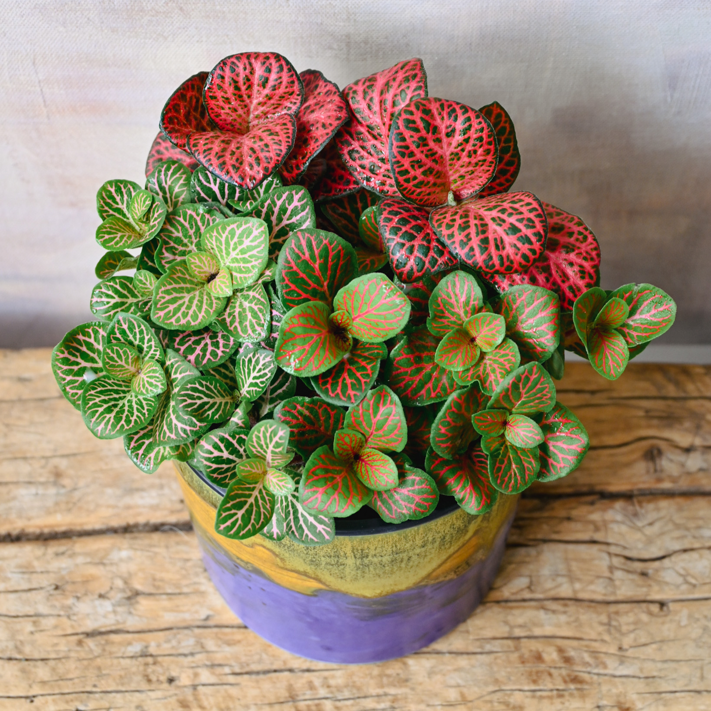 Colorful Fittonia Mix- 2.5"