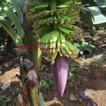 Musa - Dwarf Cavendish - 2 Ft. Tall - Banana Tree