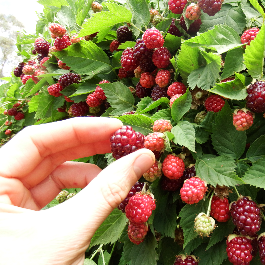 2 Nantahala Raspberry Plants 2 Boysenberry Plants