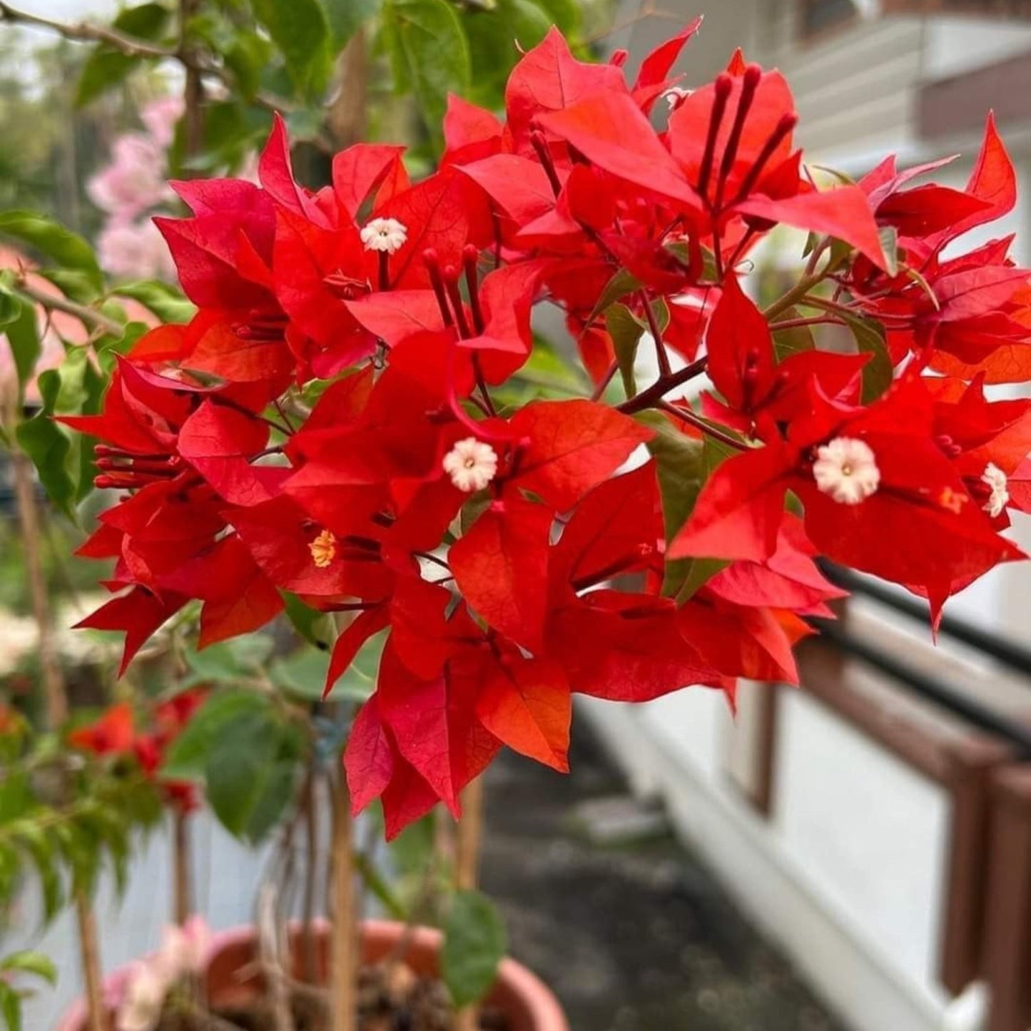 Bougainvillea - 'Flame'